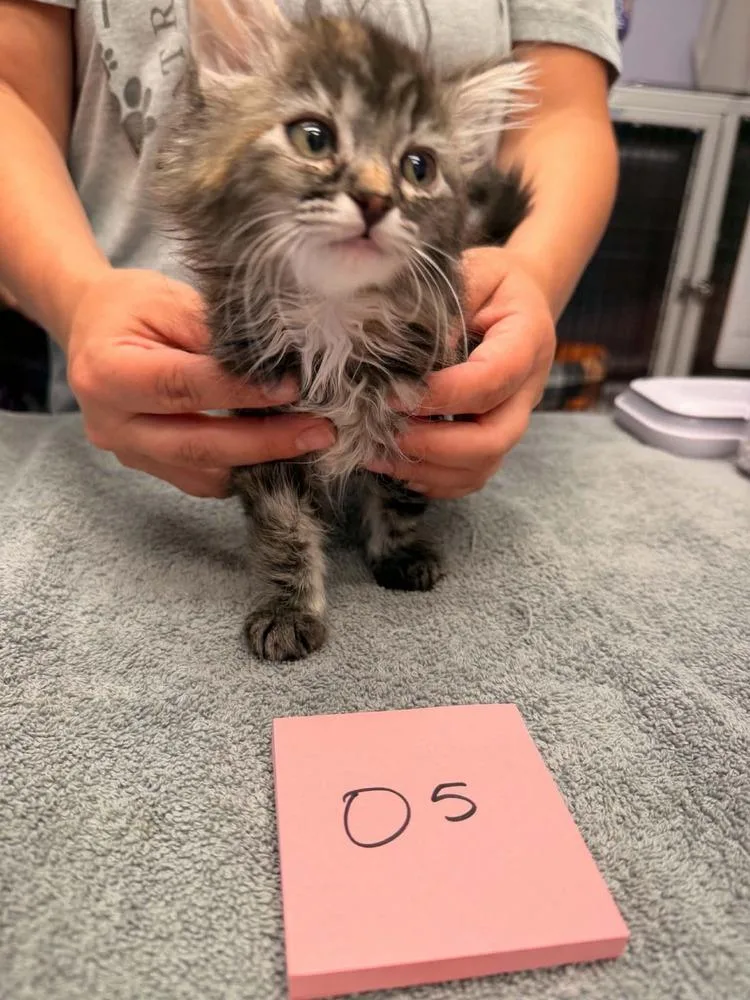 A baby small-sized female Domestic Short Hair cat named Mocha for adoption in Vancouver, WA