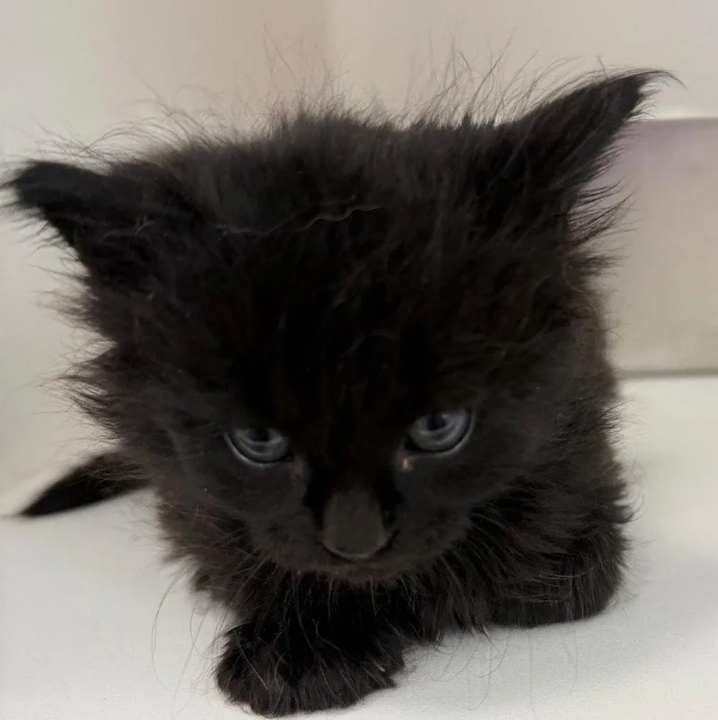 A baby small-sized female Black Domestic Short Hair cat named 26-288 for adoption in Tarboro, NC