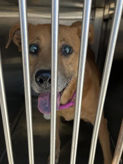 A senior large-sized female German Shepherd Dog dog named Lulu for adoption in Dallas, TX