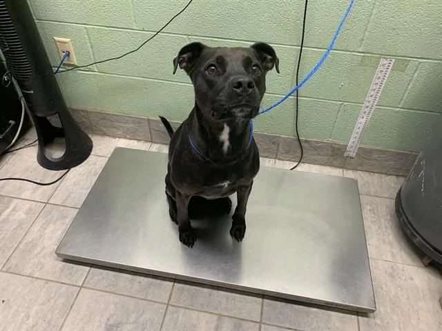 An adult large-sized female Labrador Retriever dog named Presto for adoption in Grand Prairie, TX
