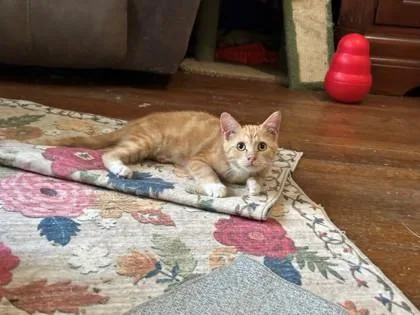 A baby medium-sized female Orange / Red Domestic Short Hair cat named Banana for adoption in Kansas City, MO
