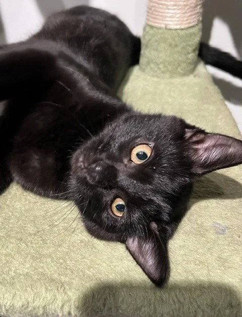 A baby medium-sized female Black Domestic Short Hair cat named Miracle for adoption in Nashville, TN