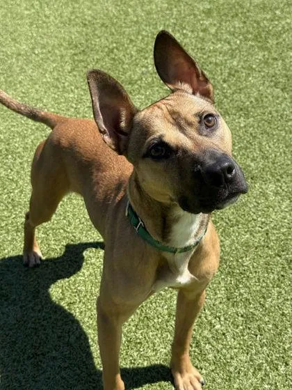 An adult medium-sized male Mixed Breed dog named Ruben for adoption in Westbrook, ME