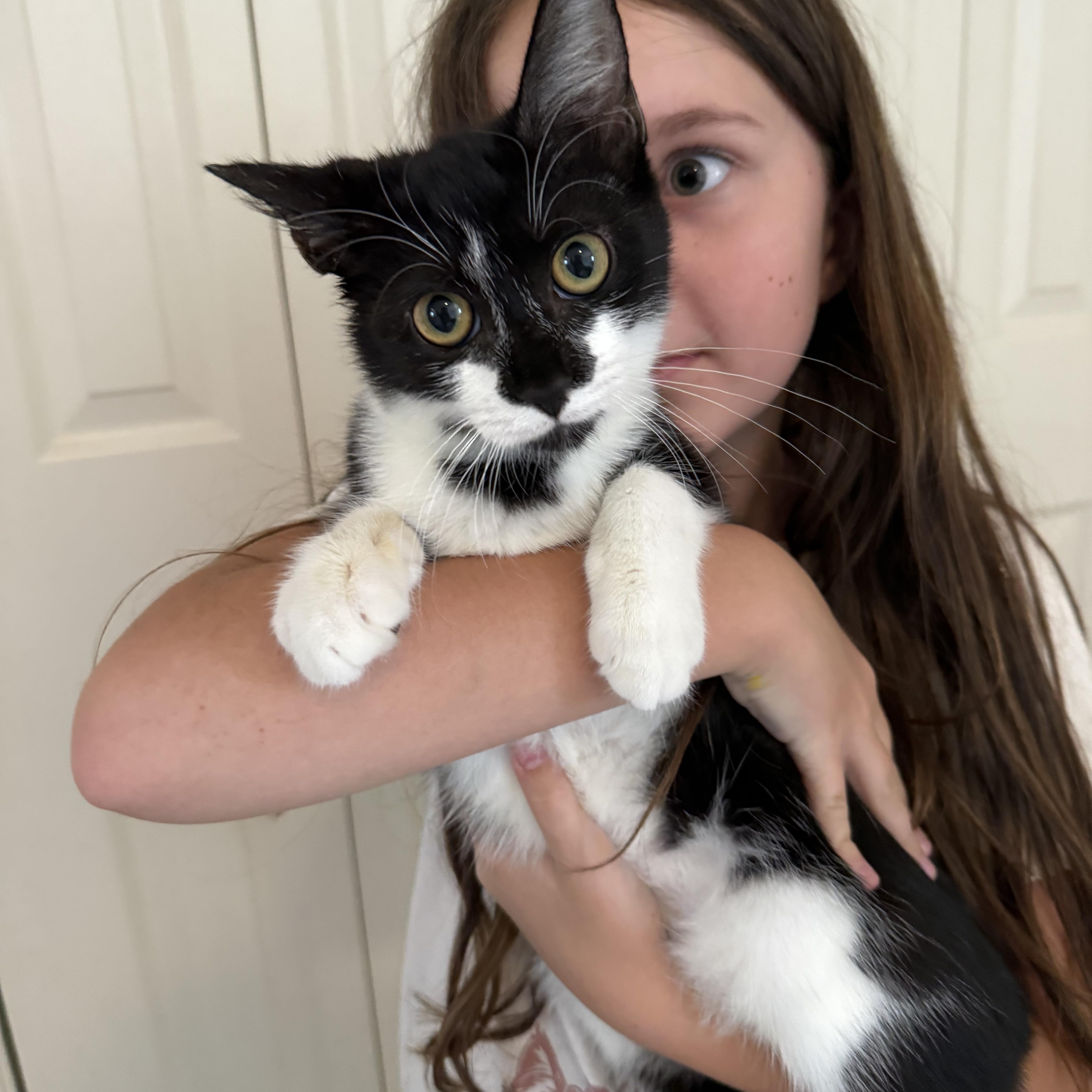 A young medium-sized female Black & White / Tuxedo Domestic Short Hair cat named Clove for adoption in Pittsboro, NC