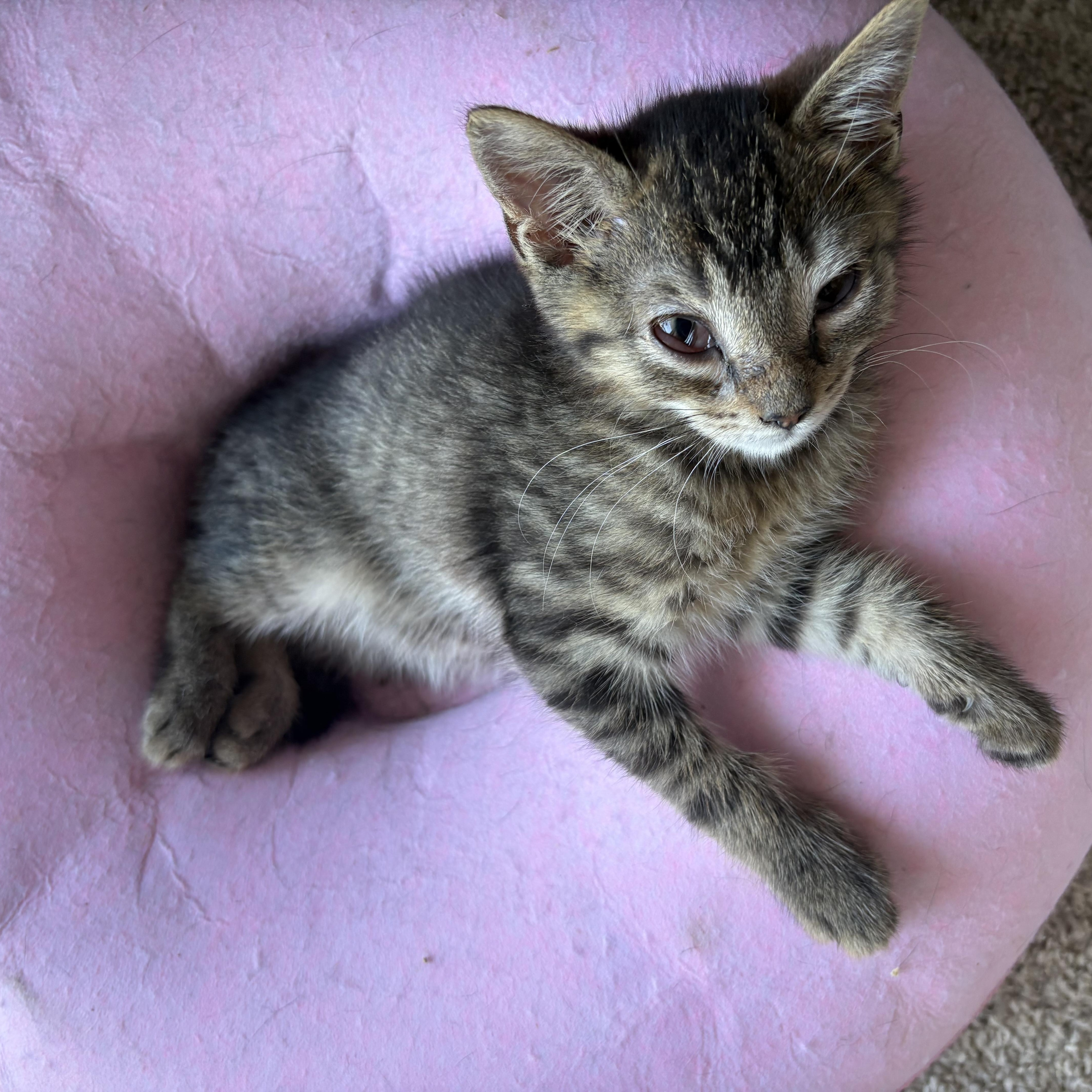 A young medium-sized male Tabby (Brown / Chocolate) American Shorthair cat named Lovable Lenny for adoption in Stamford, CT