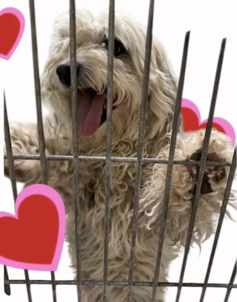 A young small-sized male White / Cream Bichon Frise dog named Lenny for adoption in seward, AK