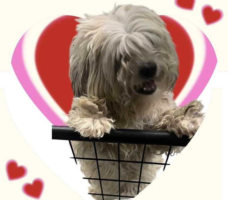 Lenny thumbnail 2