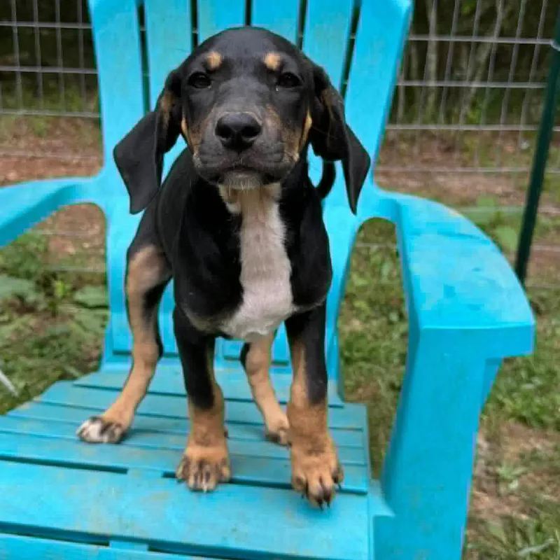 A baby medium-sized female Black Mixed Breed dog named Jolene for adoption in Austin, TX