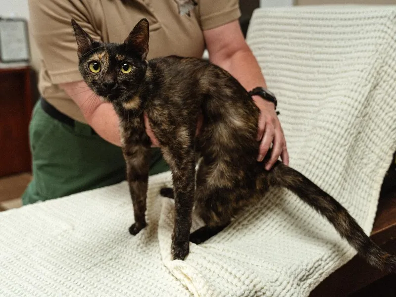 A young medium-sized female Domestic Short Hair cat named Hazel for adoption in Mocksville, NC