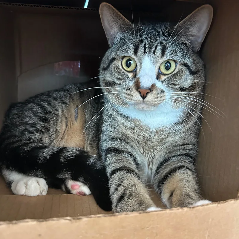 An adult medium-sized male Tabby (Brown / Chocolate) Domestic Short Hair cat named Rebel for adoption in Lindon, UT