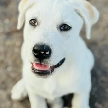 A baby medium-sized male White / Cream Labrador Retriever dog named Tex for adoption in Cleveland, TX