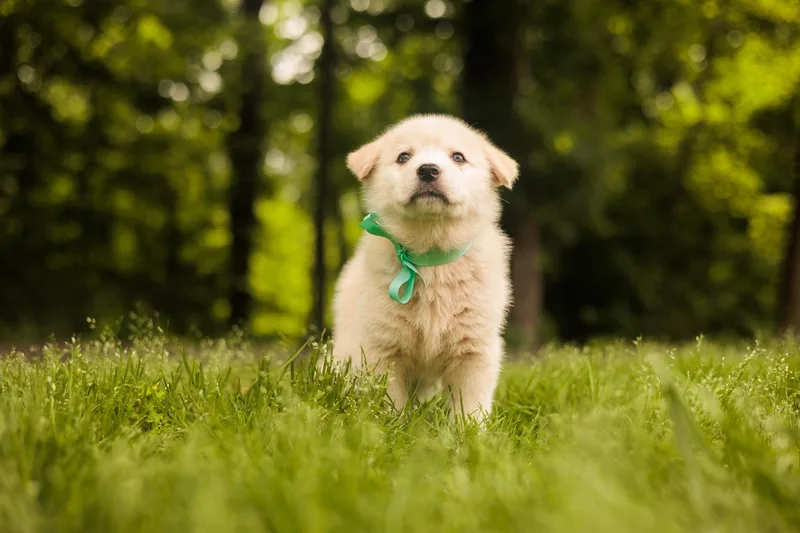 A baby medium-sized male White / Cream Mixed Breed dog named Murphy for adoption in Gradyville, KY