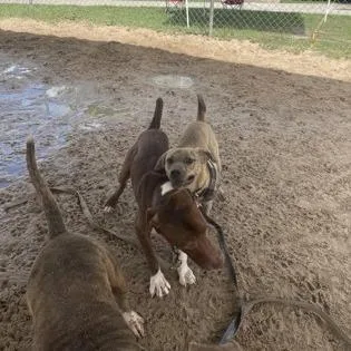 A young medium-sized male Yellow / Tan / Blond / Fawn Mixed Breed dog named Ace for adoption in Middleburg, FL