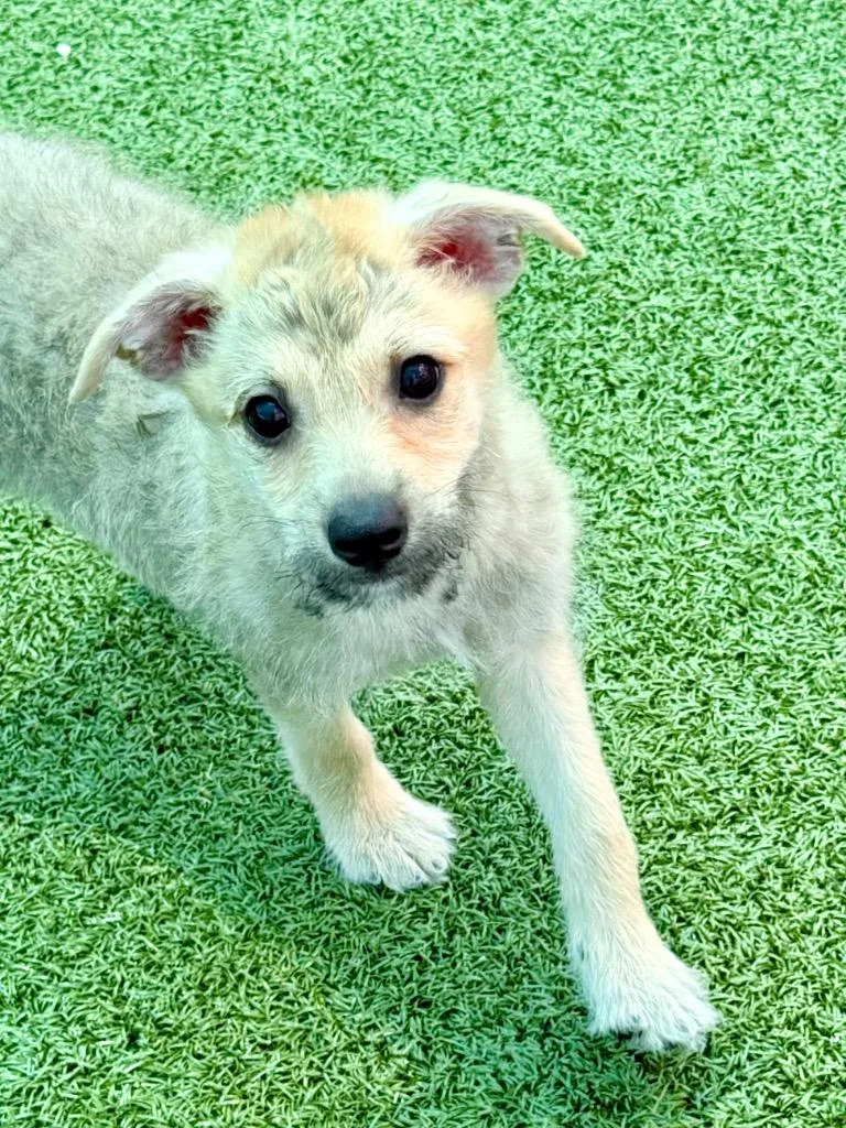 A baby small-sized female Terrier dog named Hops for adoption in Cape Coral, FL