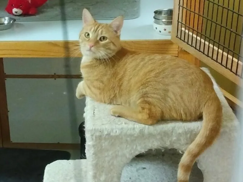 Tarzan