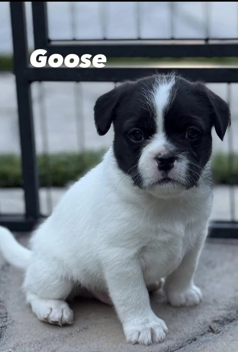 A baby medium-sized male French Bulldog dog named Goose for adoption in Orange, CA