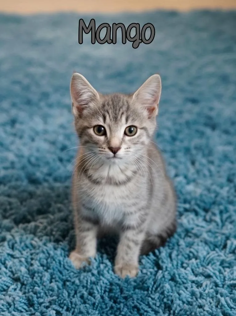 A baby small-sized female Domestic Short Hair cat named Mango for adoption in Port Clinton, OH