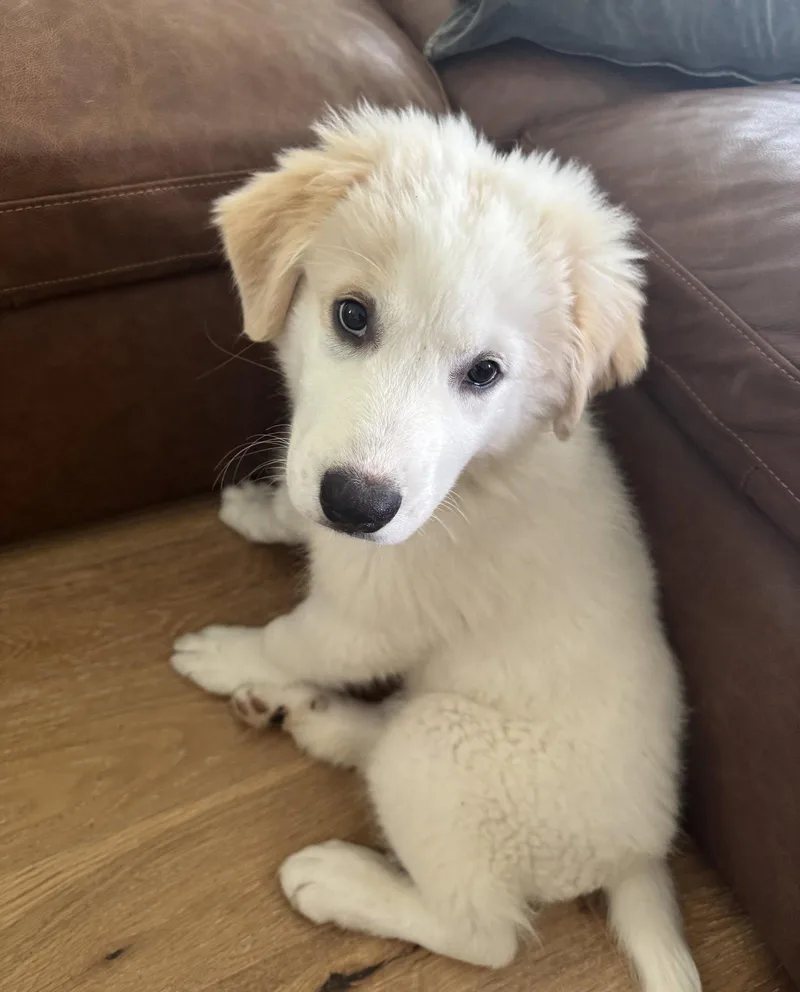 A baby large-sized female Great Pyrenees dog named Pearl for adoption in Garland, TX