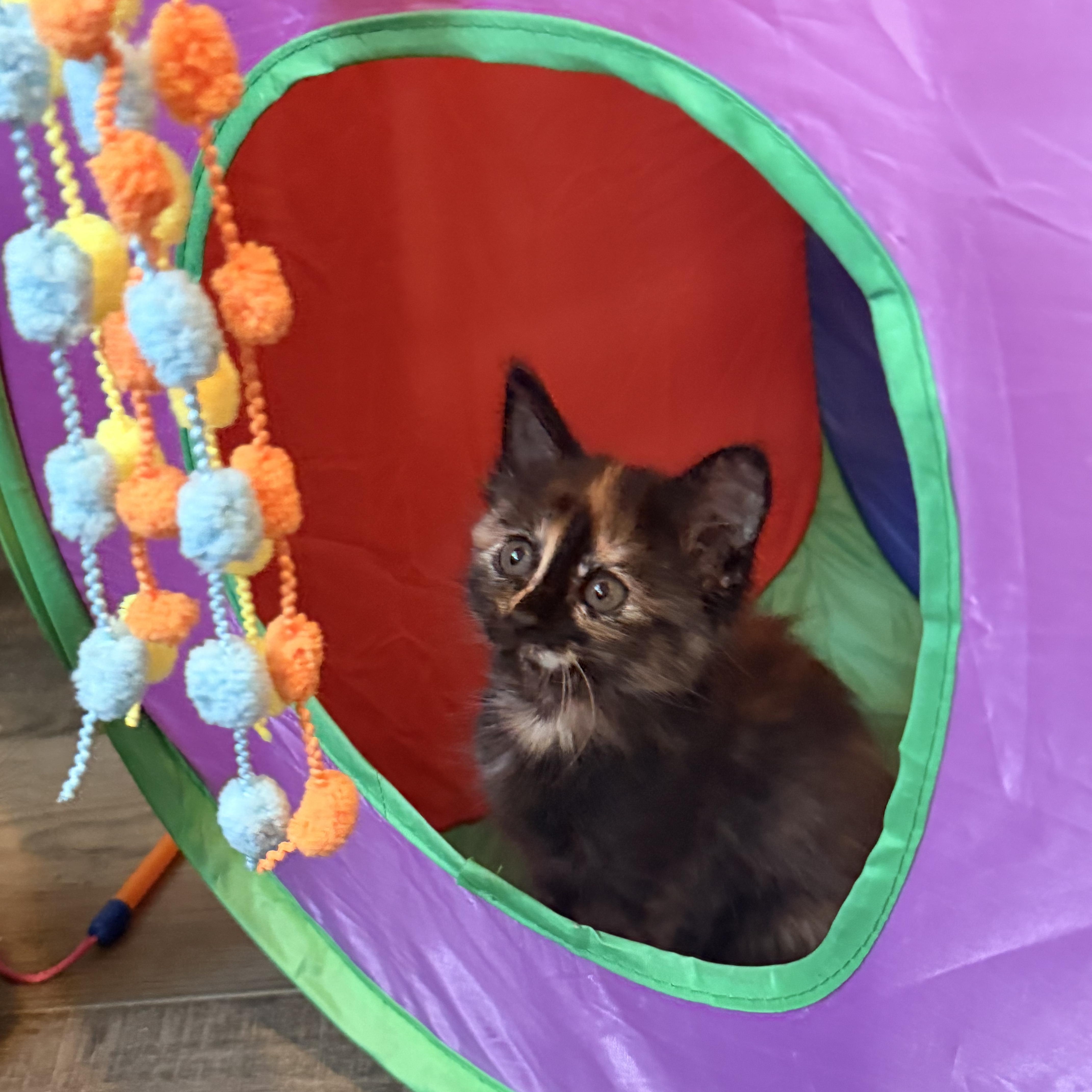 A baby medium-sized female Tortoiseshell Domestic Short Hair cat named Magenta for adoption in Saint Pete Beach, FL