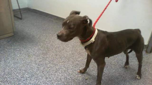 A young medium-sized female Pit Bull Terrier dog named Daisy for adoption in Charlotte, NC