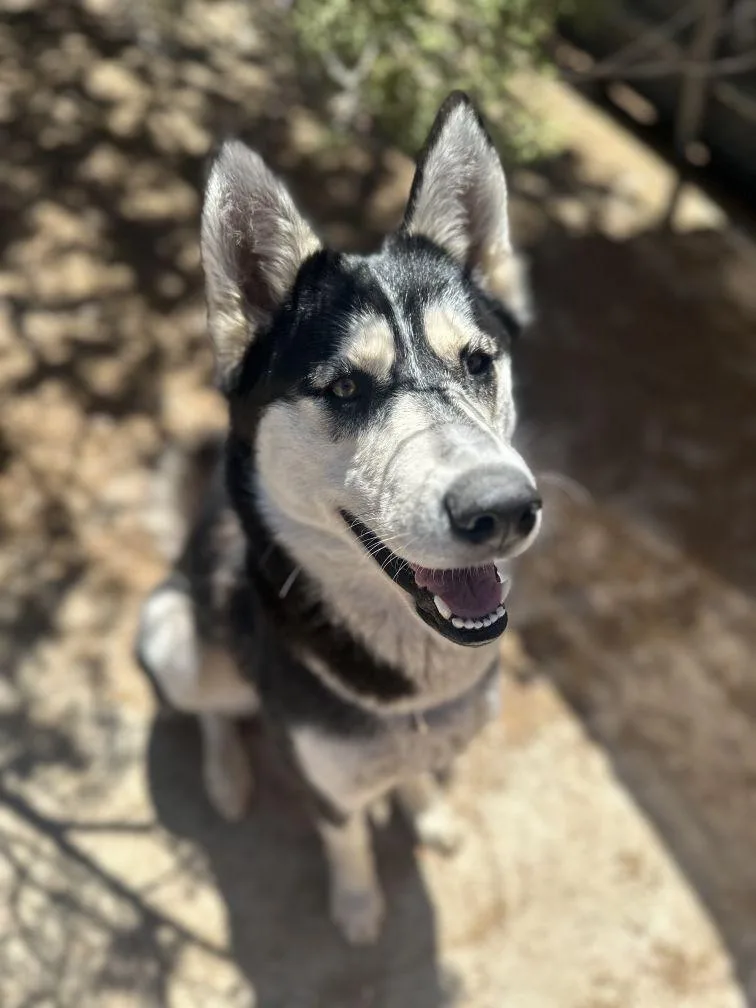 A young medium-sized female Husky dog named Aspen A Really Good for adoption in Studio City, CA