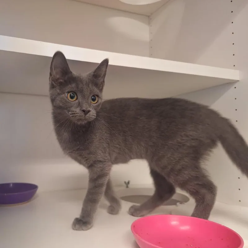 A baby small-sized female Gray / Blue / Silver Domestic Short Hair cat named Fauna for adoption in Albert Lea, MN