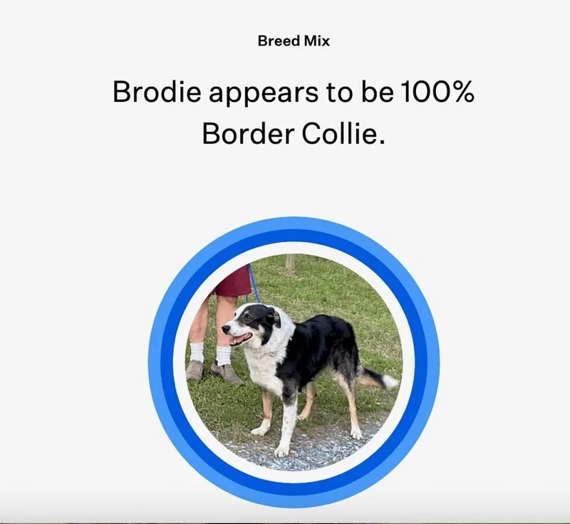 An adult medium-sized male Tricolor (Brown, Black, & White) Border Collie dog named Brodie for adoption in Durham, NC