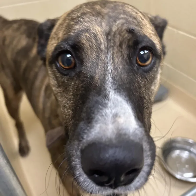 An adult large-sized female Brindle Mixed Breed dog named Rowan for adoption in Winston-Salem, NC