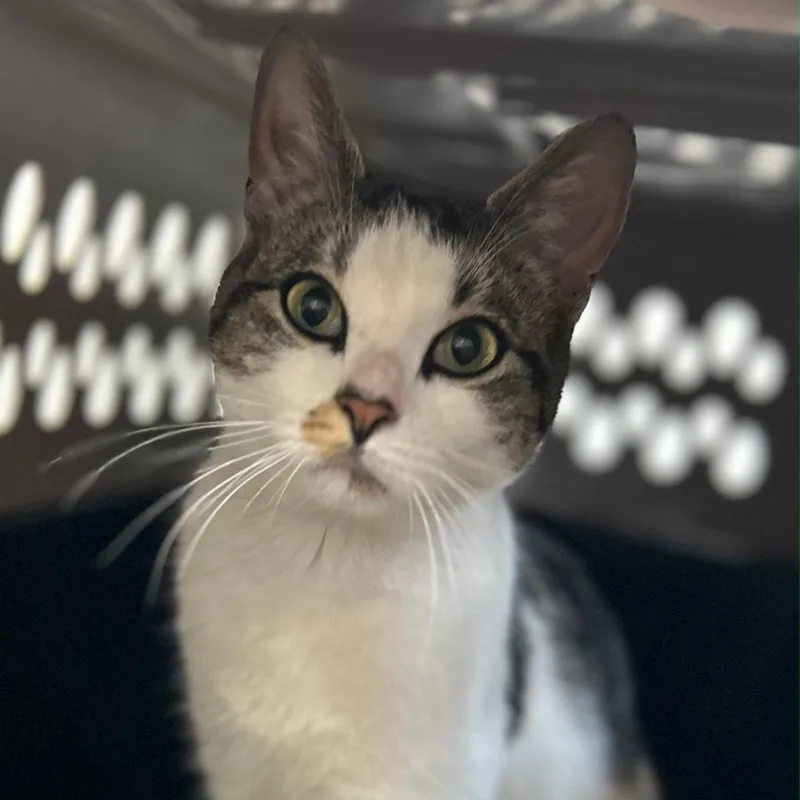 A young medium-sized female Domestic Short Hair cat named Maya for adoption in Clifton, NJ