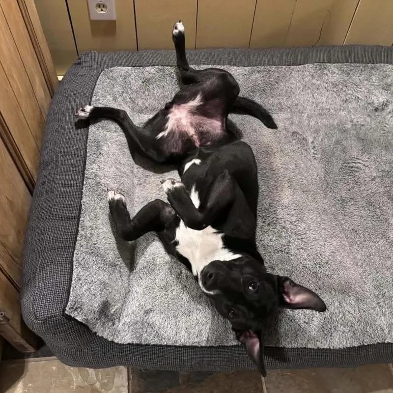 A young medium-sized female Black Labrador Retriever dog named Mae for adoption in New York, NY