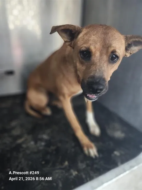 A young medium-sized female American Staffordshire Terrier dog named Jenny for adoption in San Antonio, TX