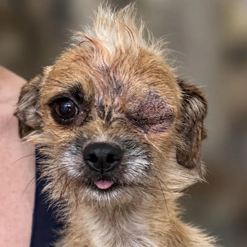 An adult small-sized female Golden Chihuahua dog named Celine for adoption in Hudson, IL