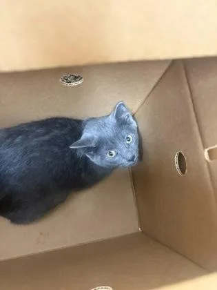 A baby small-sized female Domestic Short Hair cat named Lola for adoption in Westland, MI