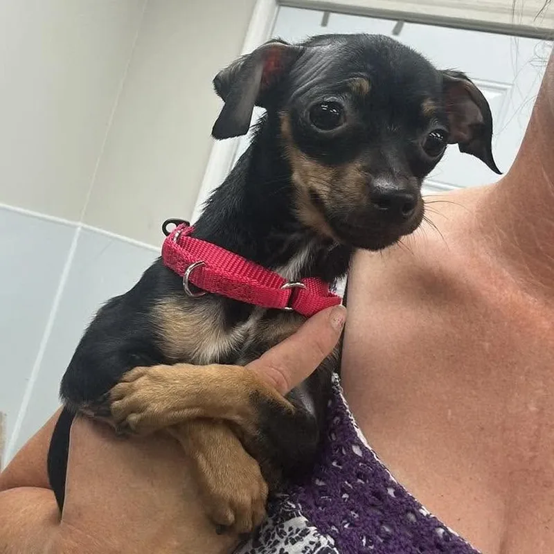 A young small-sized female Black Mixed Breed dog named Huntrix for adoption in Fredericksburg, VA