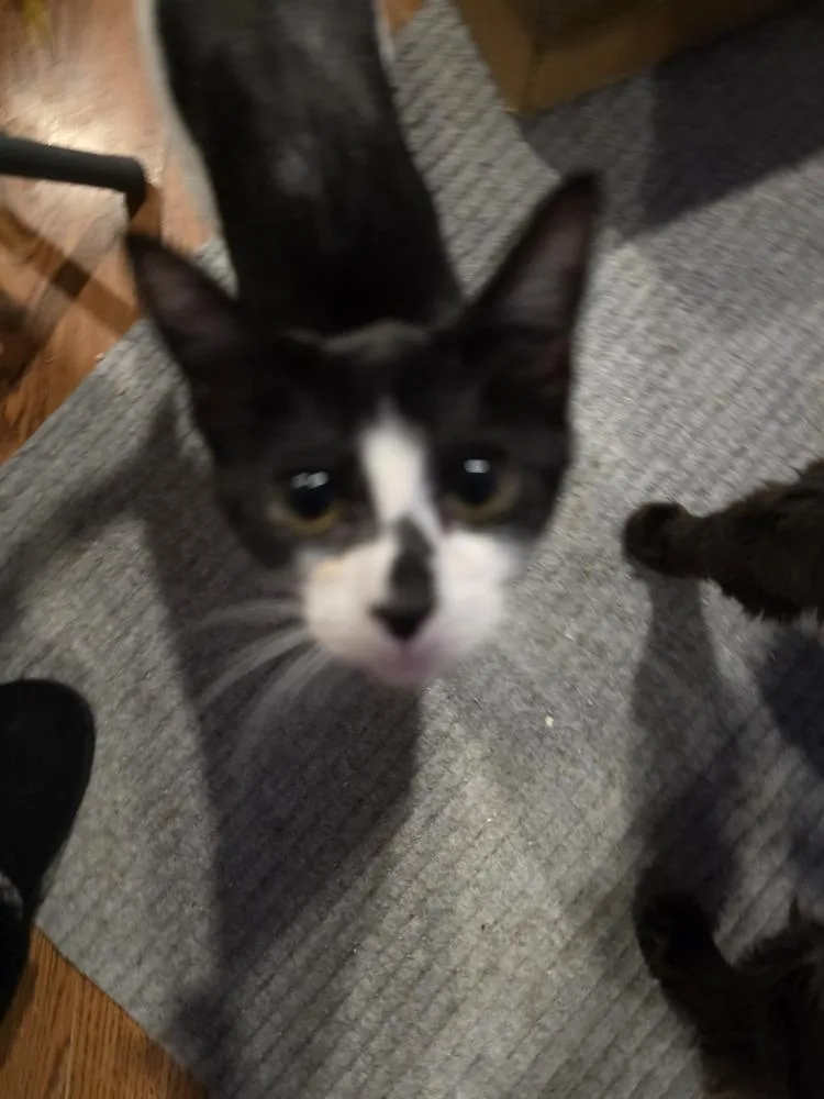 A baby small-sized female Domestic Short Hair cat named Dharma for adoption in Hudson, NH