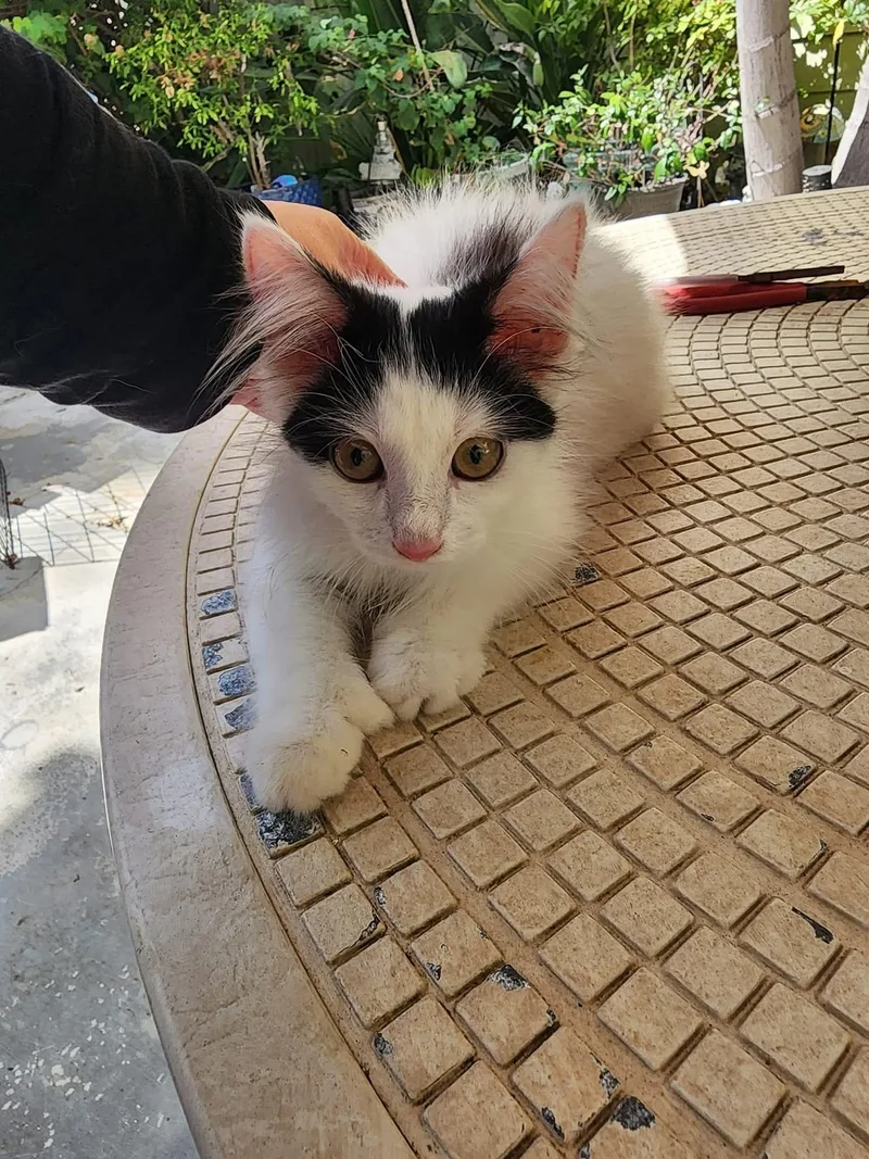 A young large-sized female American Shorthair cat named Millie for adoption in Laguna Beach, CA