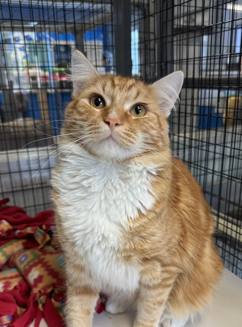 An adult large-sized male Orange & White Domestic Long Hair cat named George for adoption in Buffalo, MN