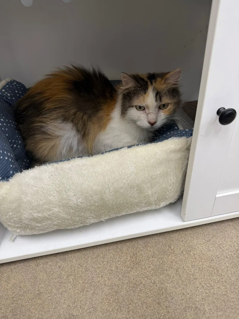 An adult medium-sized female Calico Domestic Long Hair cat named Iris for adoption in Rawlins, WY