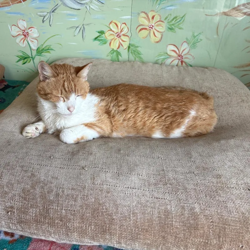 A senior medium-sized male Orange / Red Domestic Short Hair cat named Chex for adoption in Elbow Lake, MN