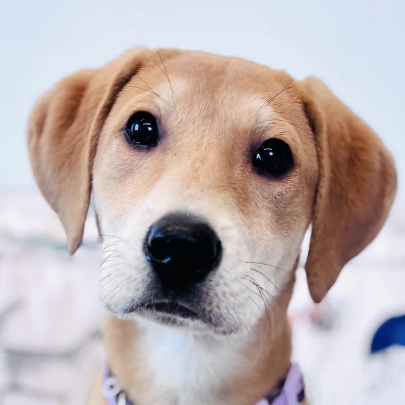 A baby large-sized female Hound dog named Phoebe for adoption in Palatine, IL