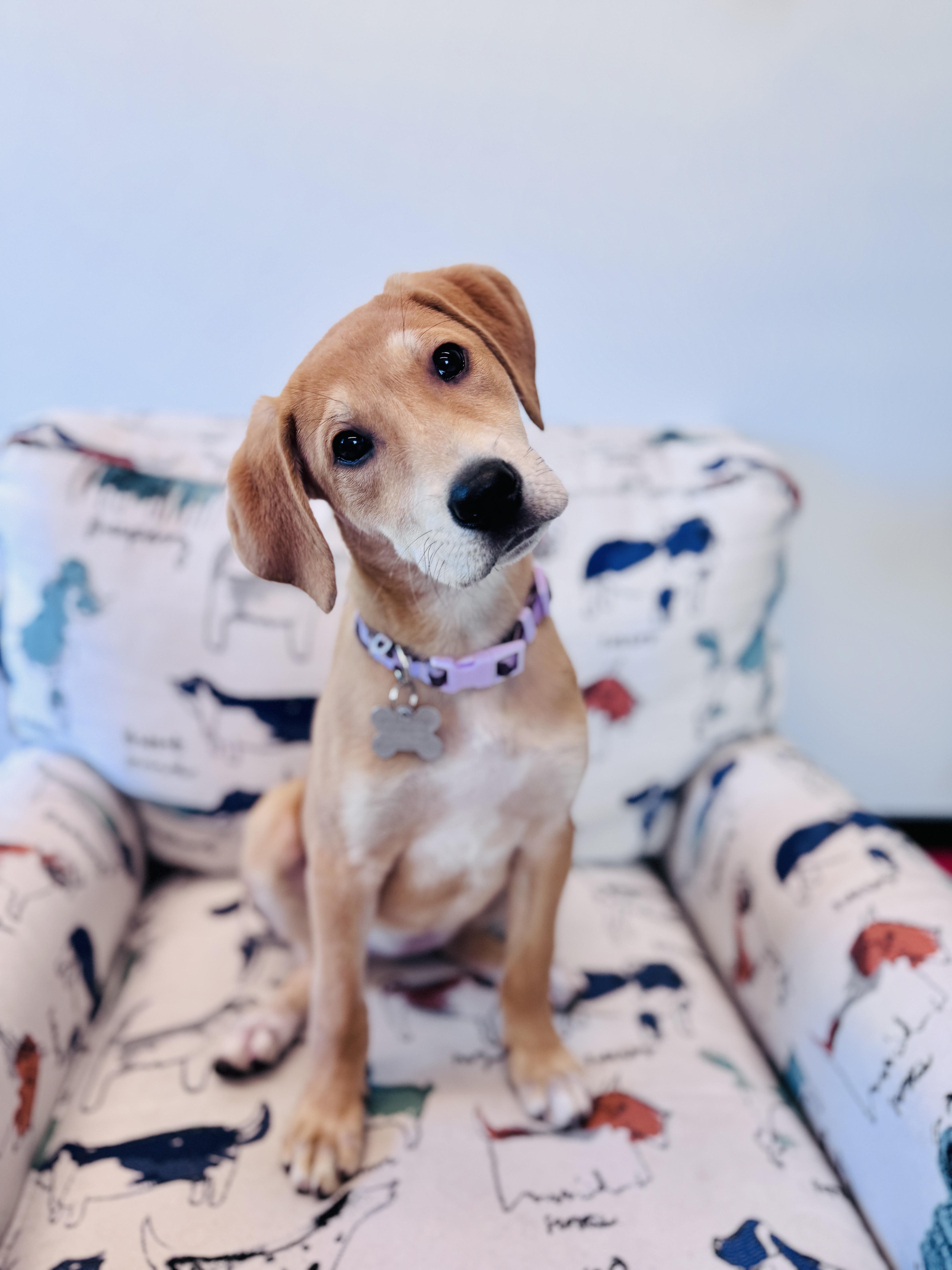 Phoebe thumbnail 2