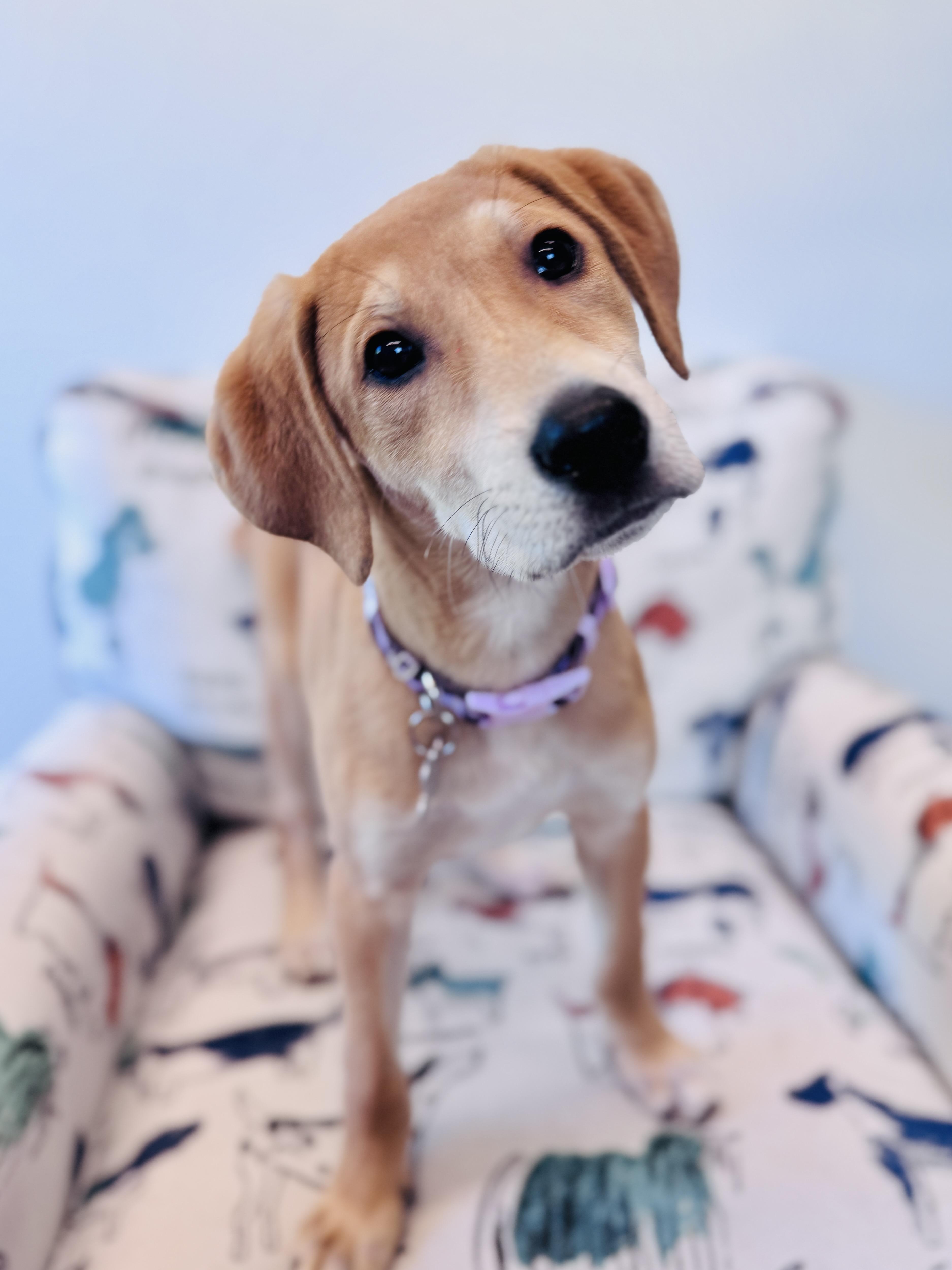 Phoebe thumbnail 4