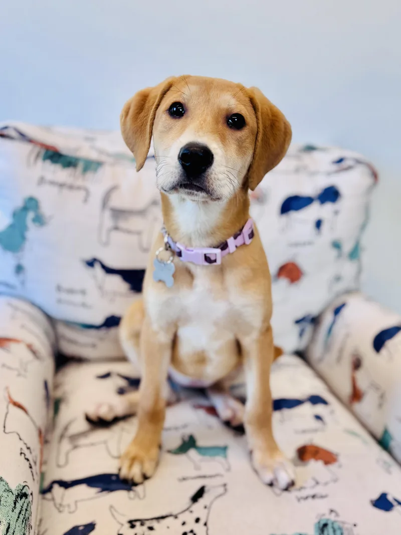 Phoebe thumbnail 6