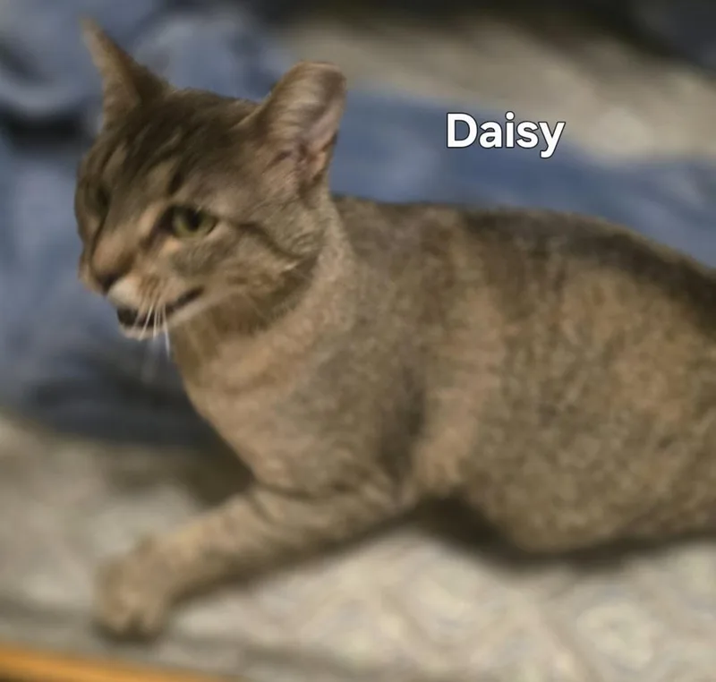Daisy