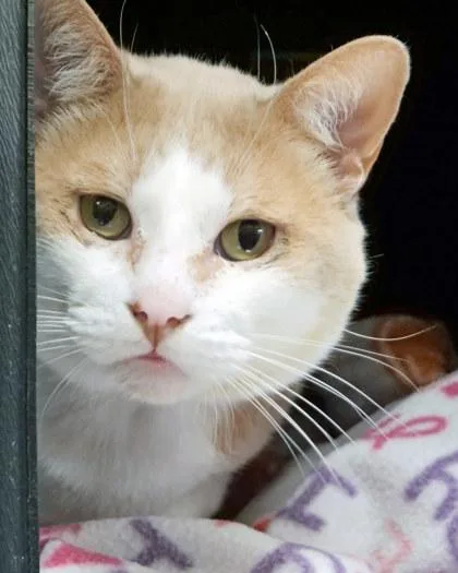 An adult medium-sized male Domestic Short Hair cat named Tigger Woods for adoption in Fishers, IN