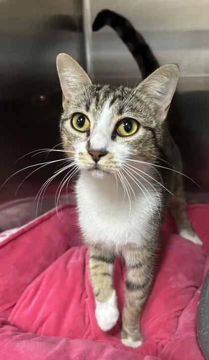 An adult small-sized female Domestic Short Hair cat named Latte for adoption in Phoenix, AZ