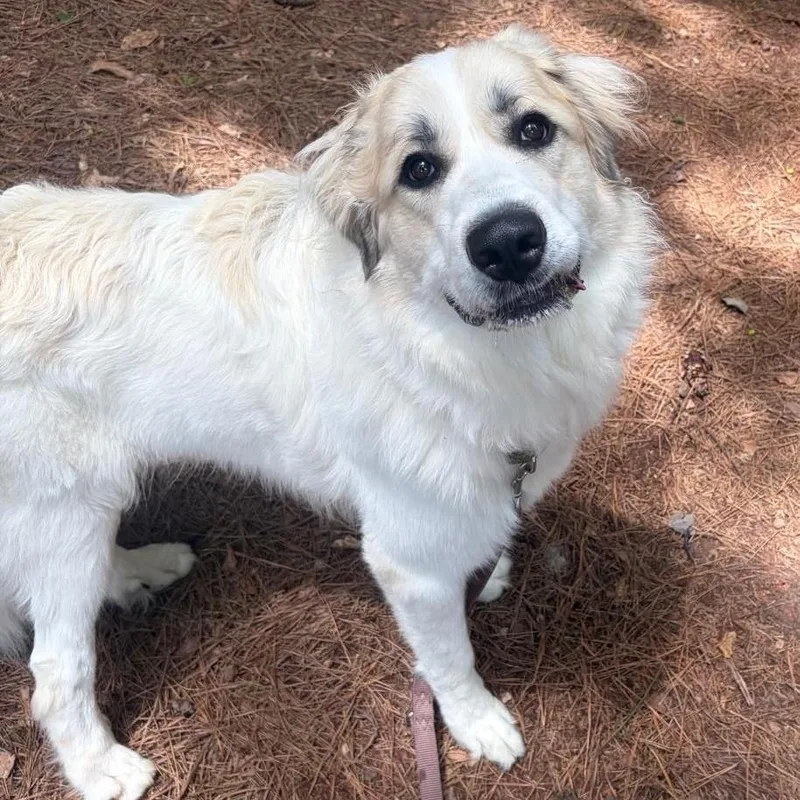 A young large-sized male Great Pyrenees dog named Gus for adoption in Atlanta, GA
