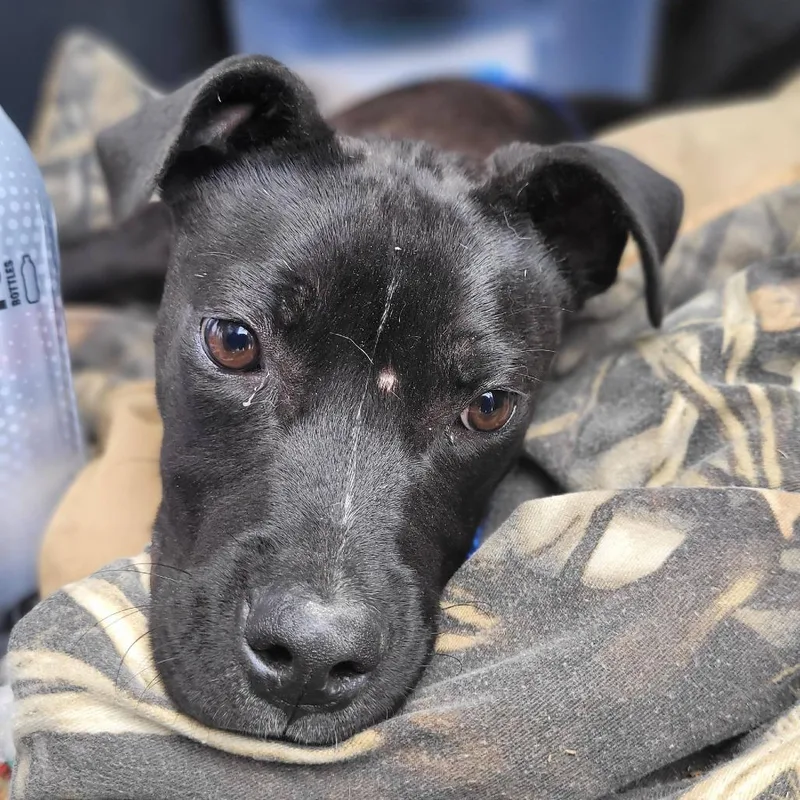 An adult medium-sized male Black Mixed Breed dog named Scout for adoption in Orangeburg, SC