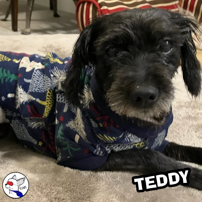 Teddy thumbnail 2