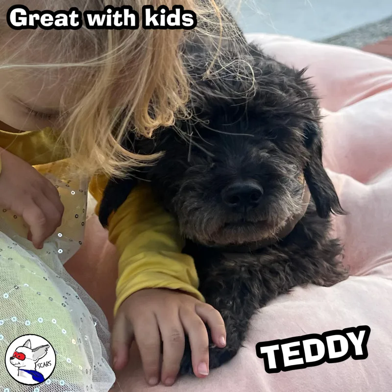 Teddy thumbnail 3